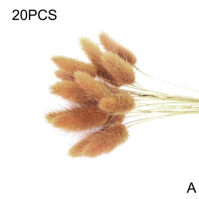 Real Dried Grass Reed Flower Natural Dry Small Bulrush Bouquet Pampas Reeds Home Decoration Wedding Decor Pompass Grass Branches for Vase Artificial Grass Room Décor Wedding Decorations