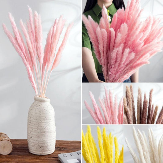 Real Dried Grass Reed Flower Natural Dry Small Bulrush Bouquet Pampas Reeds Home Decoration Wedding Decor Pompass Grass Branches for Vase Artificial Grass Room Décor Wedding Decorations